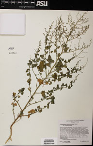 Herbarium Sheet of 